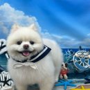 까까멍멍 이미지