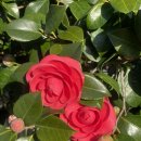 키털이 월드 | 봄이왔다 ( 제주신화월드 모모쥬동물원 제주도동물원 )