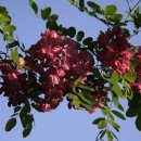 아카시아 이미지