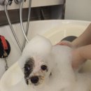 그루밍140 이미지