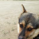 해아 카카오 검색결과