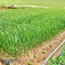 서일목장 이미지