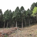 계룡산편백숲입구 이미지