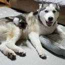 허스키 사랑 이미지