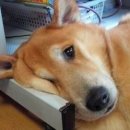 용자농장 이미지