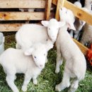 항구목장 이미지