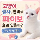 벳파이 | 고양이 설사, 변비에 파이보 효과 있을까? 직접 먹여본 후기