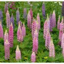 5월 7일 루피너스 (Lupine) 이미지