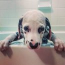 달마시안 이미지