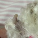 느린 달팽이 | [강아지 영양제] 에스카비오 느린달팽이