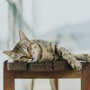 시니어 동물병원 이미지