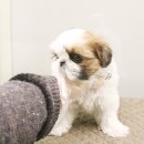 살랑살랑 이미지