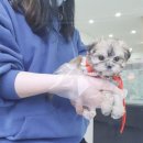 펫샵 네이버블로그