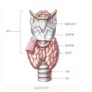 아급성갑상선염 증상&갑상선기능항진증 증상&갑상선기능저하증 증상 이미지