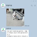 펫글타운 이미지