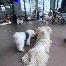 똥강아지 애견 | 전포 똥강아지 애견카페 내돈내산 후기 + 영업시간,금액