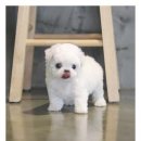 아담스펫강아지&가필드고양이 이미지