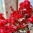 아젤리아 이미지