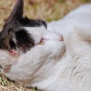 미씨엘로 이미지