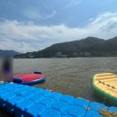 비버피시 이미지