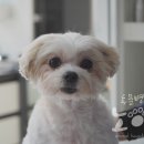 노아동물병원 이미지