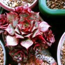 크라우스 이미지