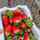 호국농장 이미지