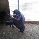 강원도흑염소 이미지