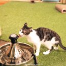 꿈꾸는 고양이 이미지