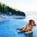 (주)골든리버 이미지