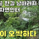 임장하다가 발견한 천길 낭떠러지 위 샘물 쏟아지는 국유림 속~텅빈 자연인터[땅지통] 이미지