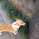 샤워앤독 이미지