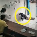 데이지동물병원 이미지