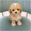 김해 강아지분양 고양이분양 도그하우스 대성점 이미지