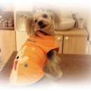 알콩달콩 펫살롱 이미지