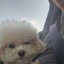 하남펫택시 이미지