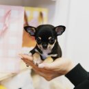 함께 있어줄개 이미지