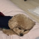 뽀글뽀글 반려견 유치원&호텔 이미지