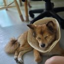 강서제일큰약국 | 강아지 상비약 구매 강서 제일 큰 약국 우리 동네 약국에서 직접 비교하고 골랐어요