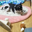 금오동물병원 | 의정부 동물병원 : 금오동물병원 / 12살 강아지 항문낭염 진료 후기