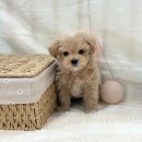 더케이펫 강아지분양 | 용인강아지분양 알아보다 직접 방문해본 펫아미 후기 🐶💕