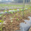 제내농장 이미지