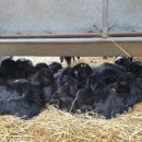 녹산흑염소 이미지