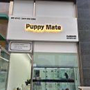 스마일퍼피 강아지분양 동탄점 | 동탄강아지분양 퍼피메이트, 말티푸 보고 심쿵했던 하루
