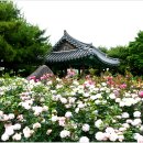 조선대학교 장미원 이미지
