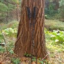 돈내코 평궤 화장실 | 제주 한라산 등반 예약 한 뒤에 꼭 챙겨야 할 이것!