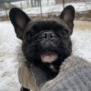 매일행복하개 이미지