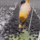 두꺼비농장 이미지