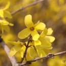 개나리온천 이미지