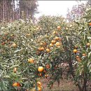 금빛농장 이미지